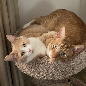 Fundraising Page: Betsy Aliberti